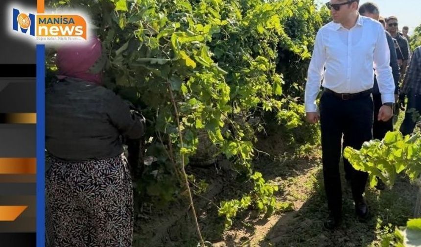 Saruhanlı Kaymakamı Özcan üzüm hasadına katıldı