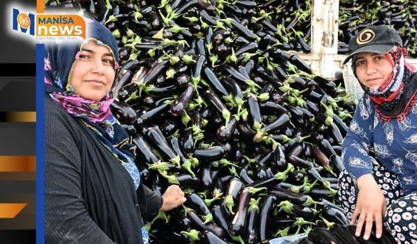 Selin yıktığı tarlada yeniden hasat sevinci