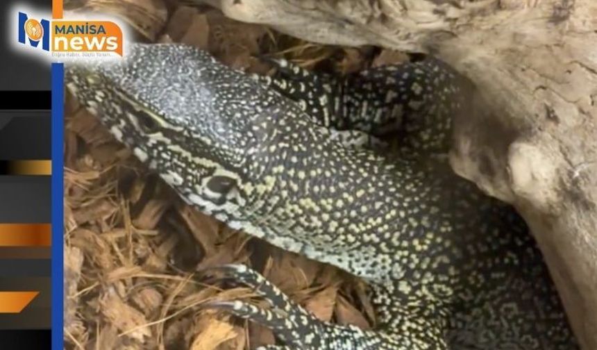 Manisa'da egzotik hayvan operasyonu: 61 yaban hayvanı kurtarıldı