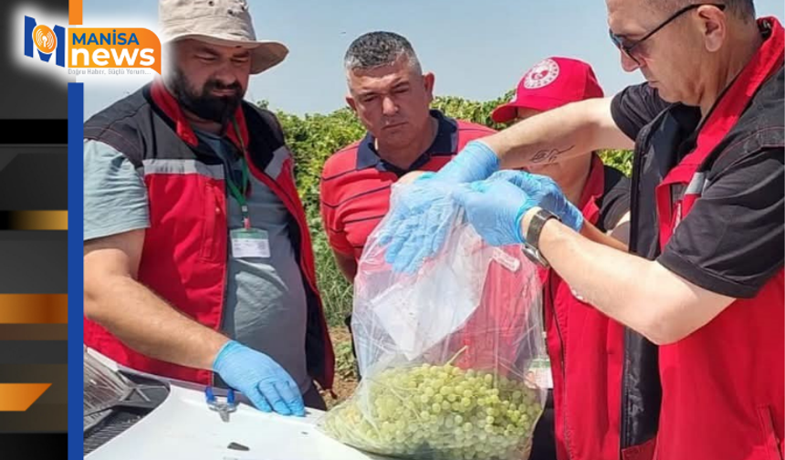Manisa'nın organik üzümleri mercek altında