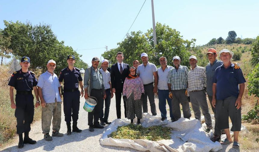 Selendi'nin 'Yeşil Altın'ın da hasat başladı