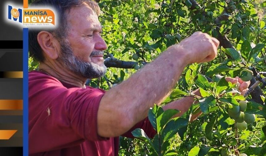 Manisa'da 138 yıllık lezzette hasat başladı