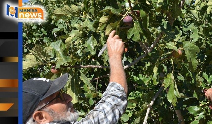 Demirci incirinde hasat mesaisi başladı
