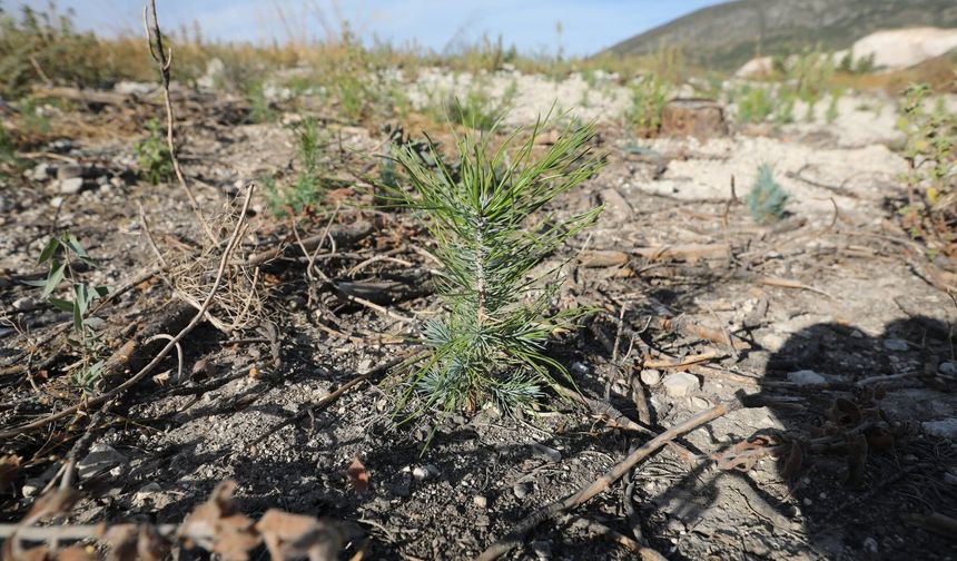 Manisa’da yanan ormanlar yeniden yeşerecek