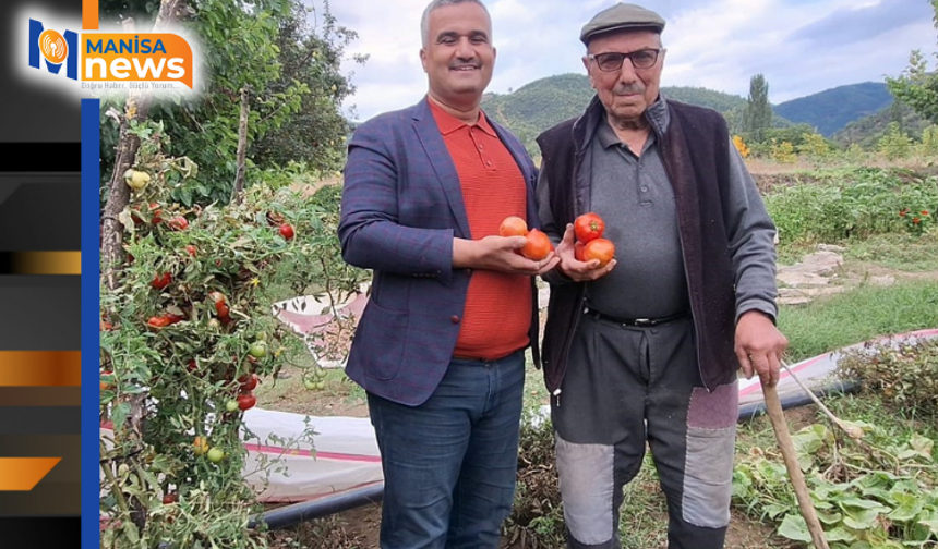 Dededen kalan domates tohumunu geleceğe taşıyor