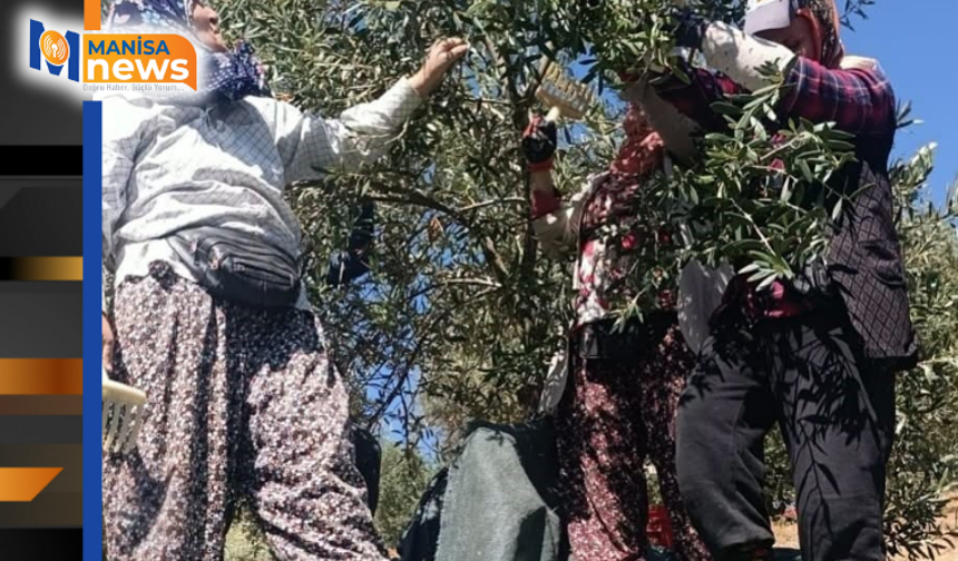 Coğrafi işaretli Domat zeytininde hasat başladı