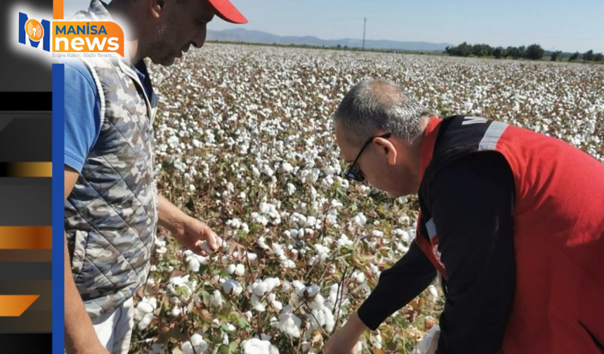 Saruhanlı'da beyaz altın mesaisi başladı